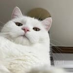 Avatar of Adeel Khan